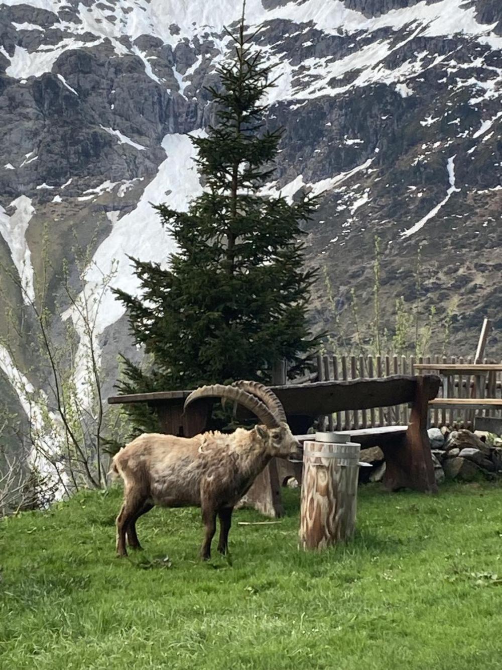 Hotel Berggasthaus Tschingelhorn Stechelberg Esterno foto